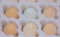 蛋品快递的包装—珍珠棉蛋托
